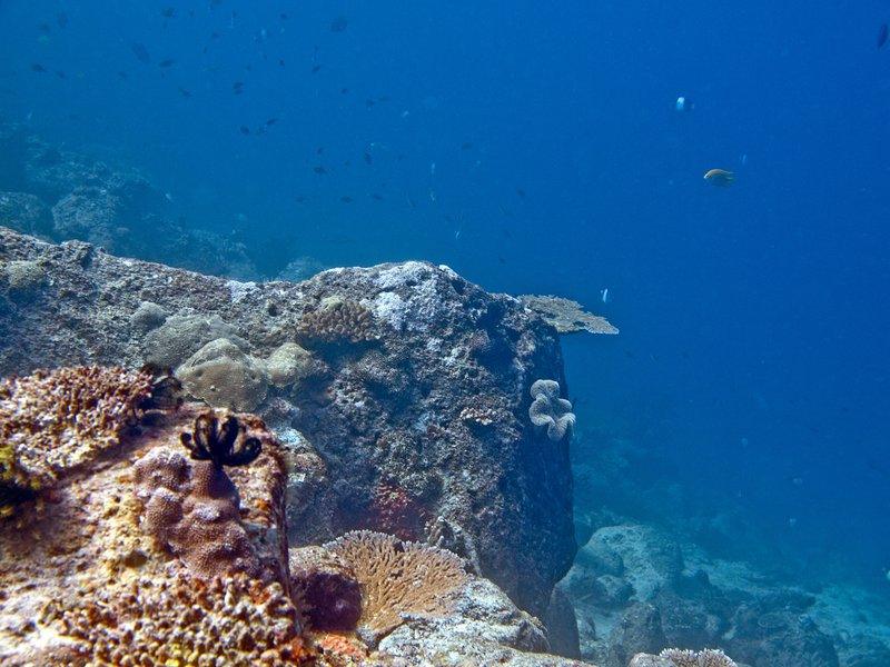 Underwater Scene, Rubiah Sea Garden